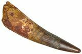 Fossil Spinosaurus Tooth - Composite Tip #365621-1